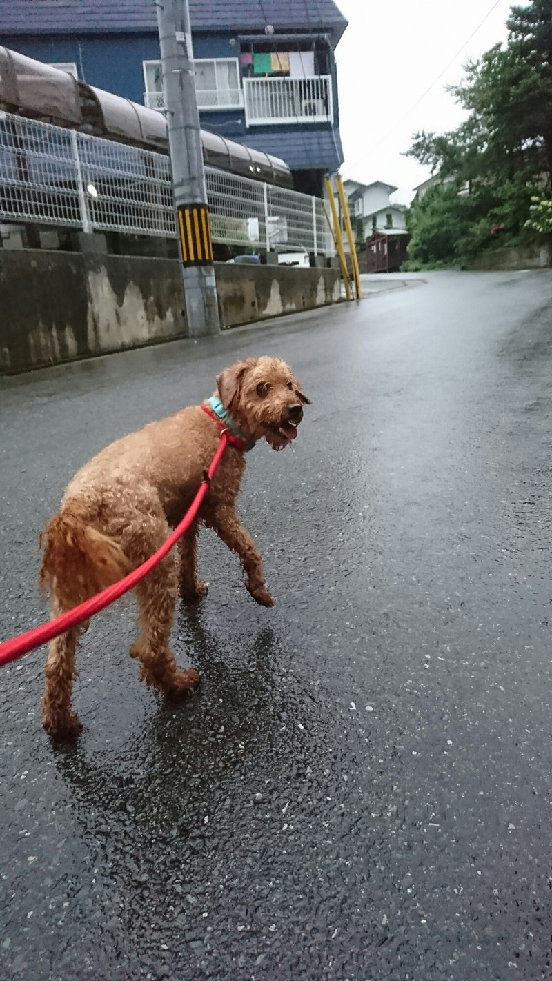 ニューファンのハチスケちゃん&プードルのげんまいちゃん お泊まりの様子