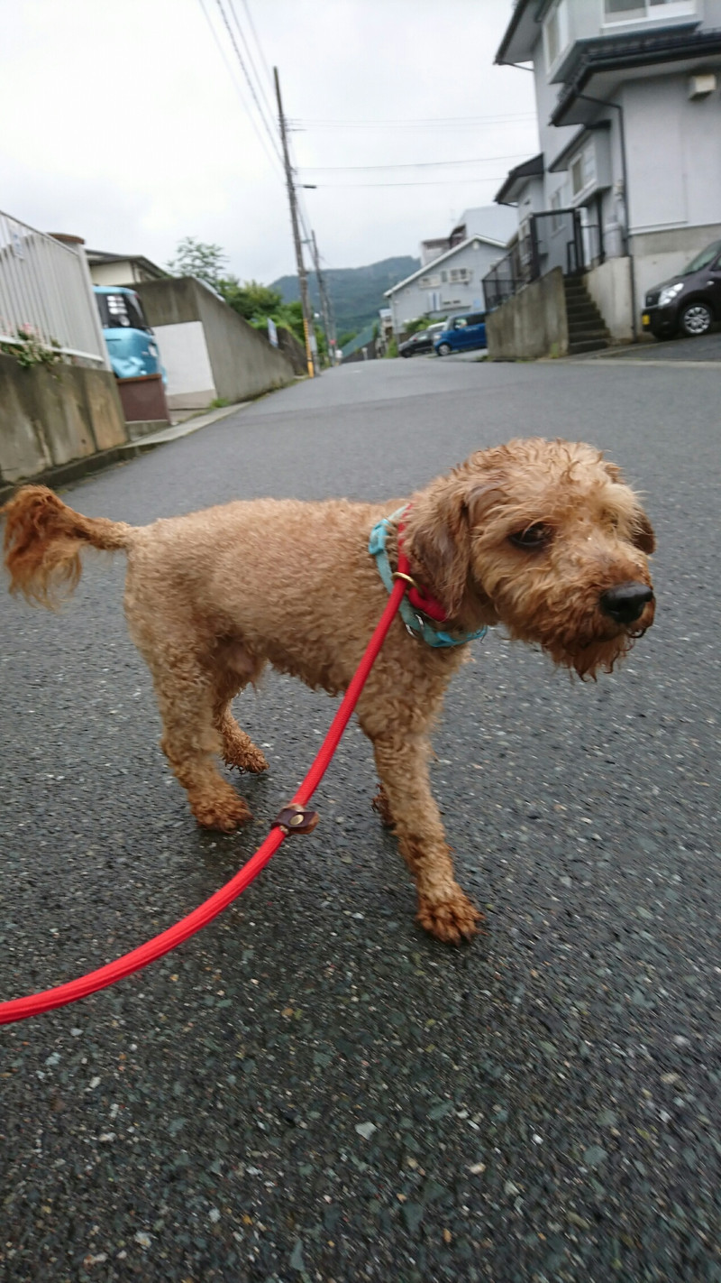 ニューファンのハチスケちゃん&プードルのげんまいちゃん お泊まりの様子