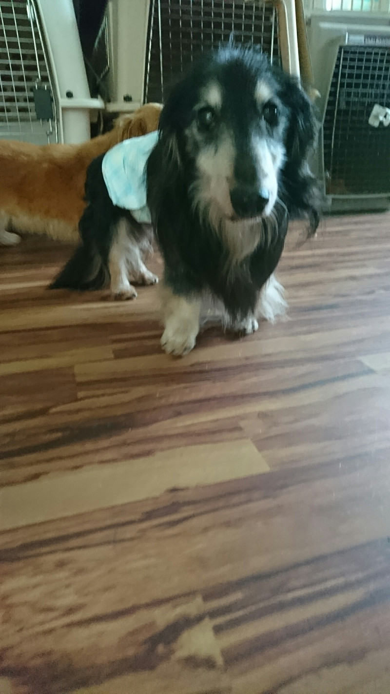 ダックスのジャッキーちゃん&リンダちゃん お泊まりの様子