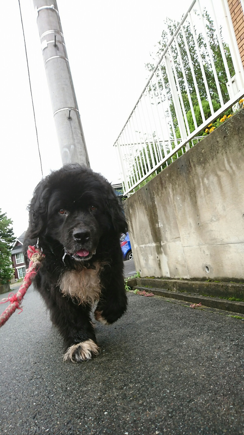 ニューファンのハチスケちゃん&プードルのげんまいちゃん お泊まりの様子