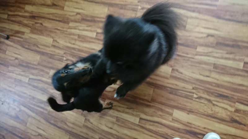 ダックスのチョコちゃん お泊まりの様子