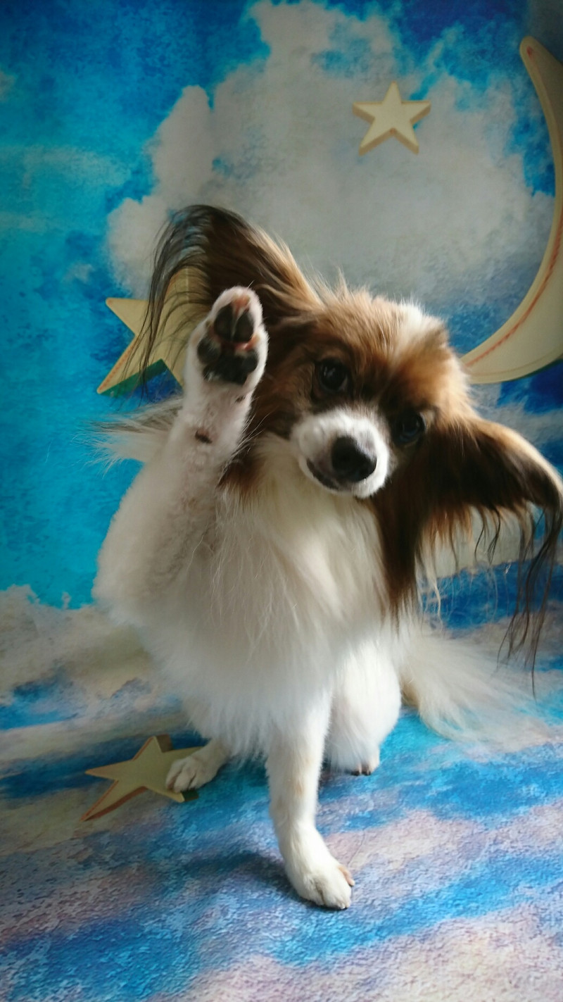 パピヨンのハルちゃん グルーミングコース 部分カット