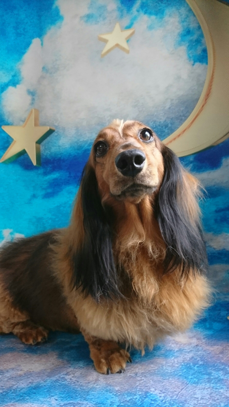 スタンダードダックスのメルちゃん グルーミングコース 部分カット