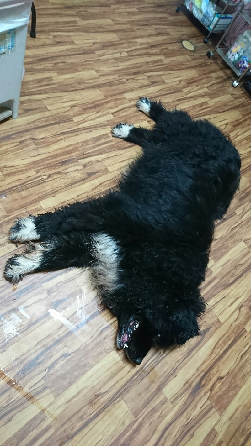 ニューファンのハチスケちゃん&プードルのげんまいちゃん お泊まりの様子