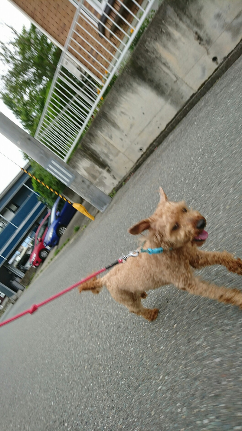 ニューファンのハチスケちゃん&プードルのげんまいちゃん お泊まりの様子