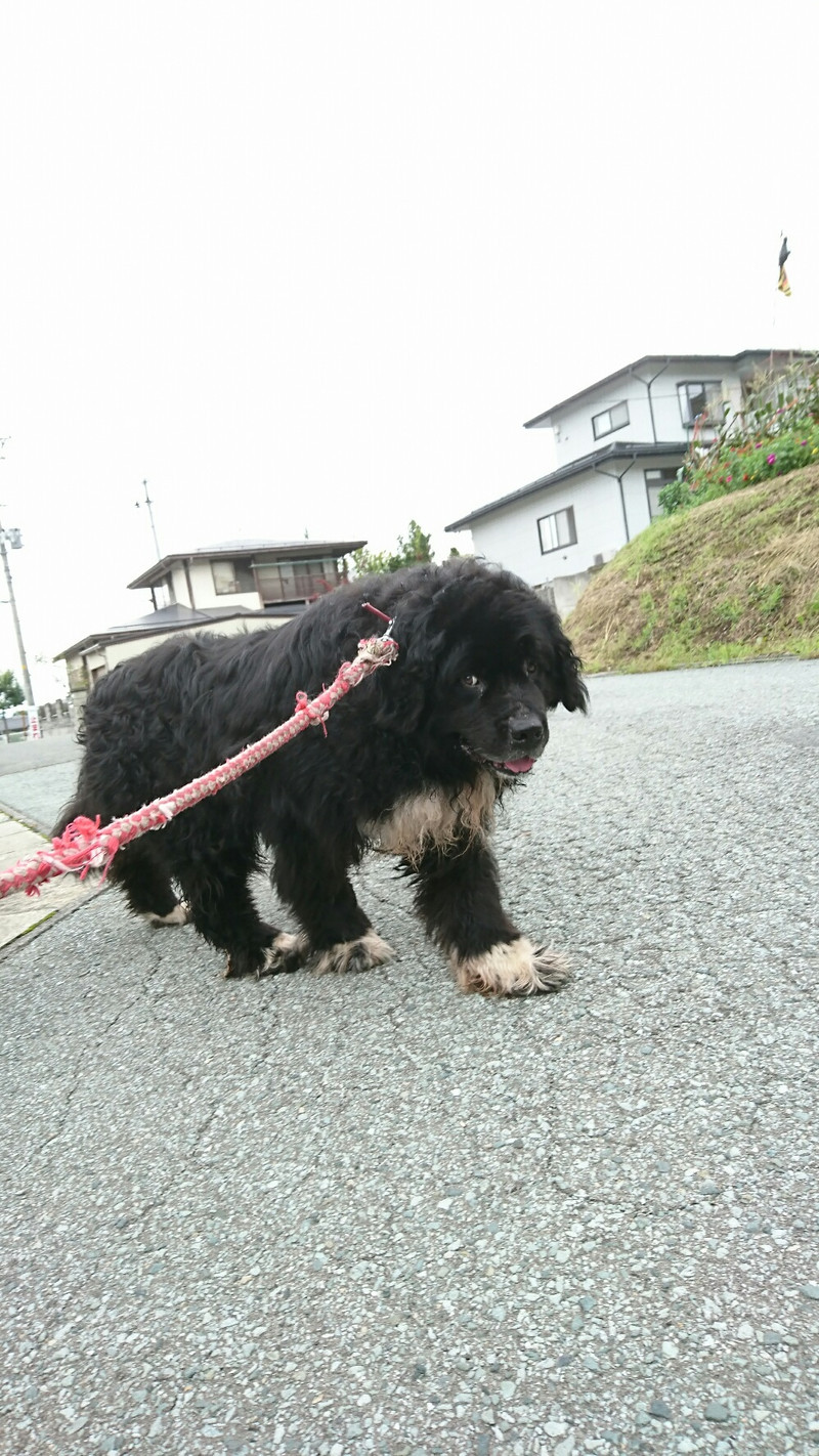 ニューファンのハチスケちゃん&プードルのげんまいちゃん お泊まりの様子