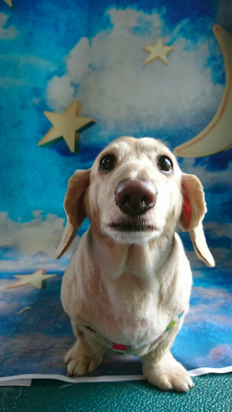 ダックスのチョコちゃん トリミングコース