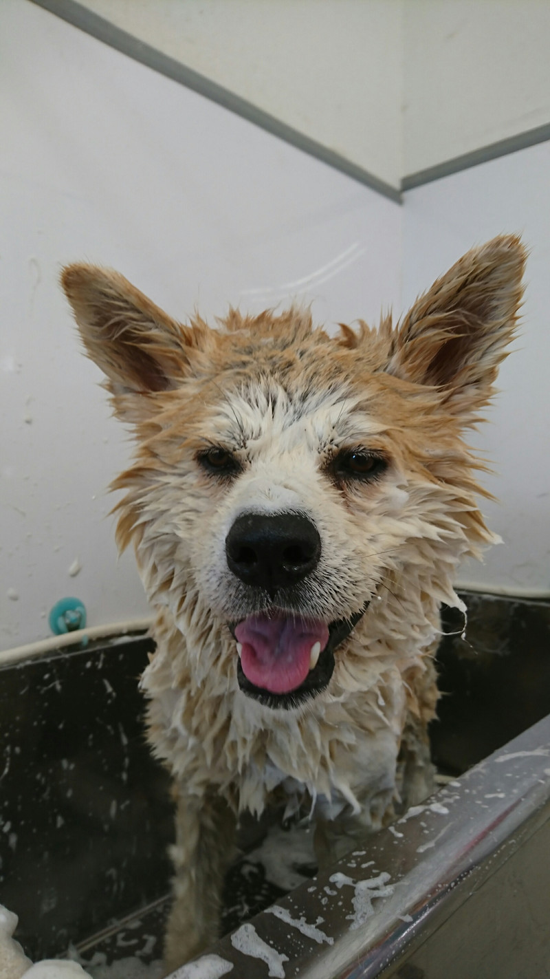秋田犬 まろちゃん グルーミングコース 部分カット