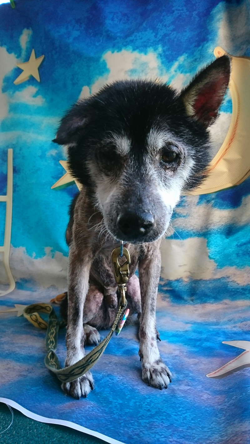 柴のもも太郎ちゃん シャンプーコース 肛門腺絞り