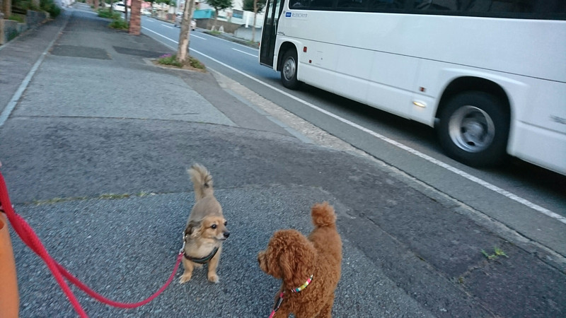 プードルのアポちゃん お泊まりの様子