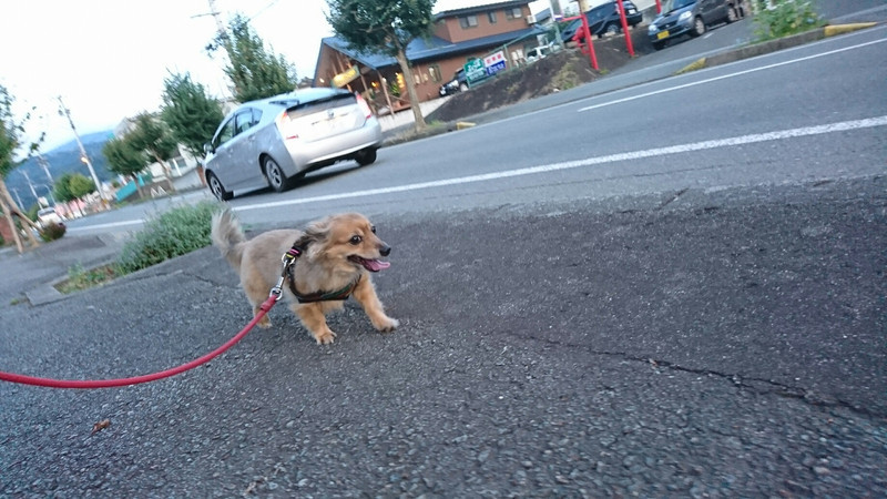 チワワ×ダックスのうなぎちゃん お泊まりの様子