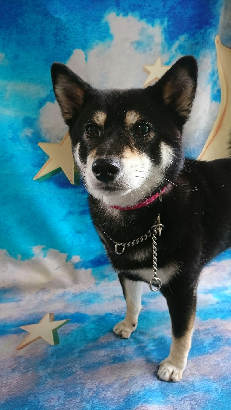 柴のさくらちゃん グルーミングコース