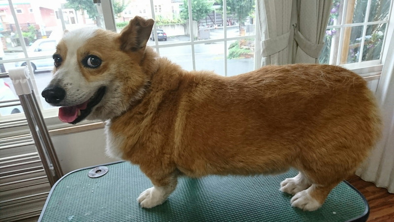 コーギーのロビーちゃん グルーミングコース 部分カット