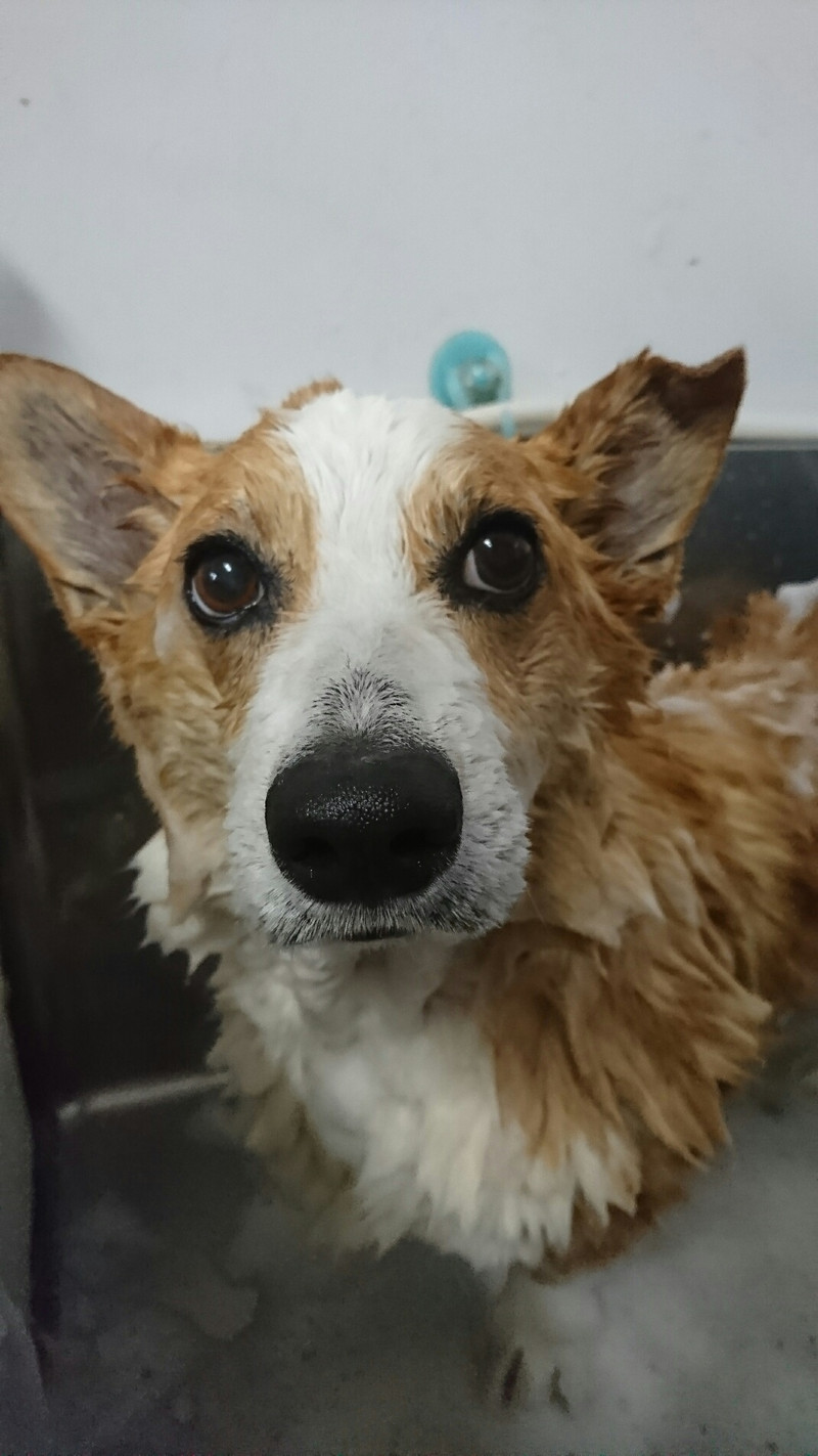 コーギーのロビーちゃん グルーミングコース 部分カット