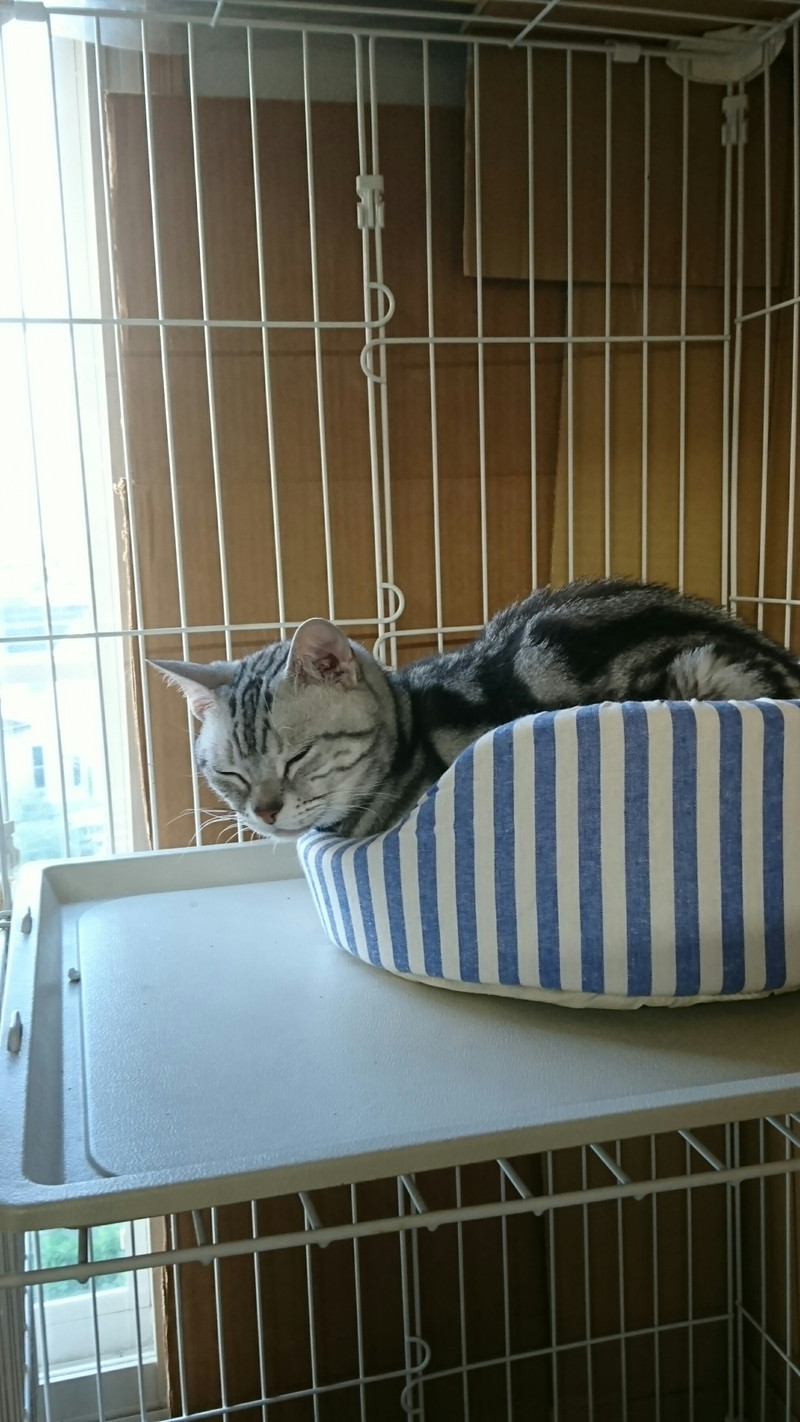 猫のシーサーちゃん お泊まりの様子