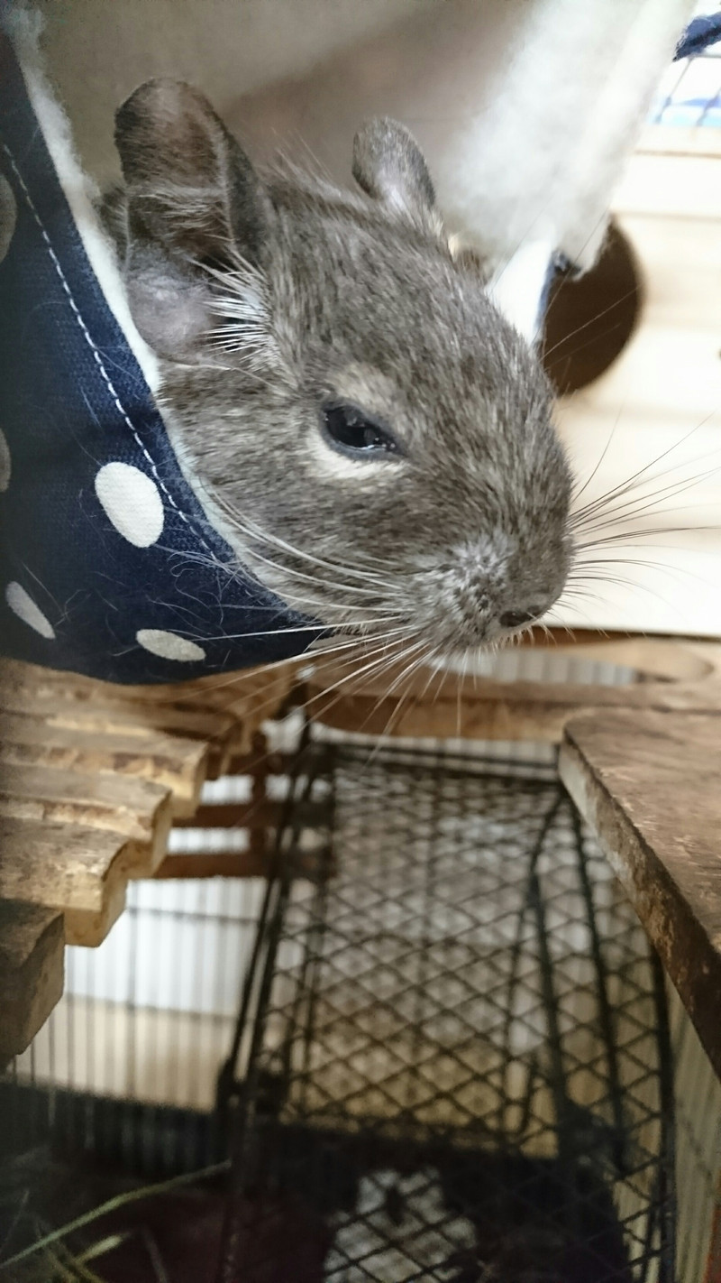 デグーのもんちゃん お泊まりの様子