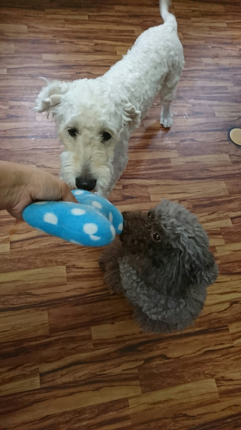 ゴールデン×Sプードルの花ちゃん お泊まりの様子