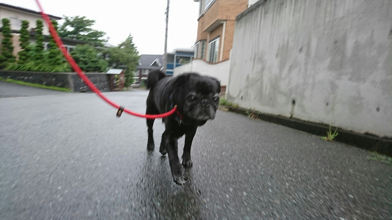 パグのバディちゃん お泊まりの様子