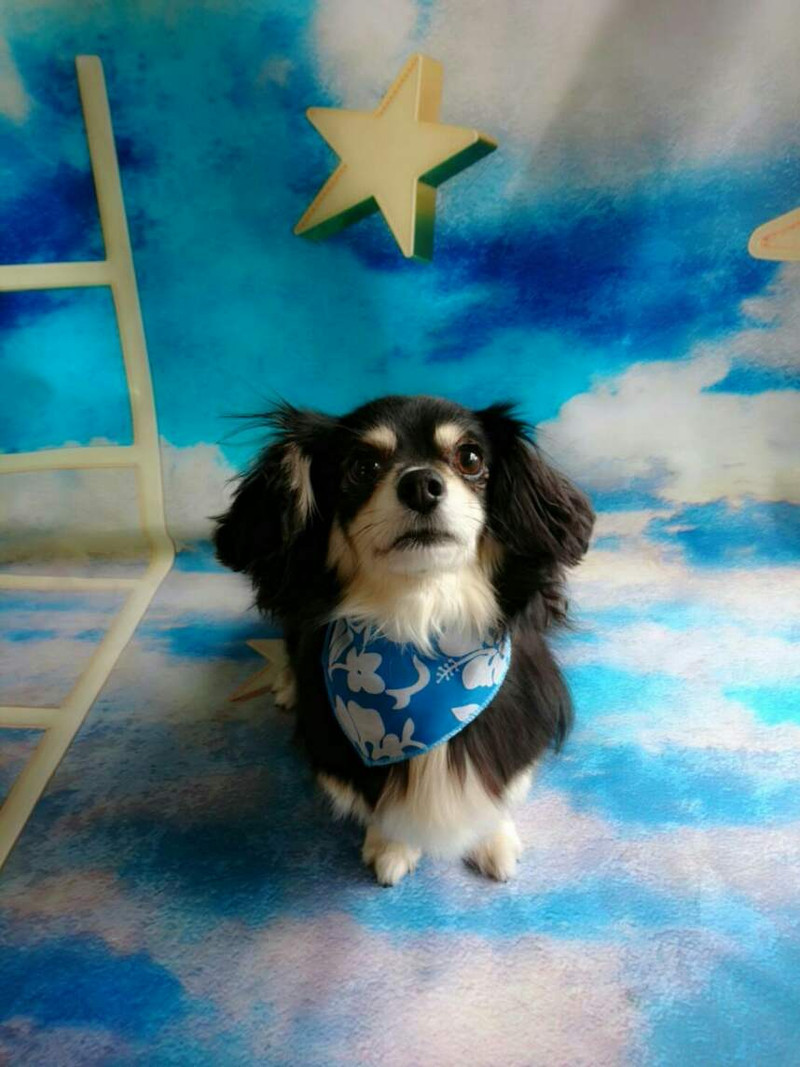 ダックス×チワワのころ丸ちゃん&とみ子ちゃん シャンプーコース