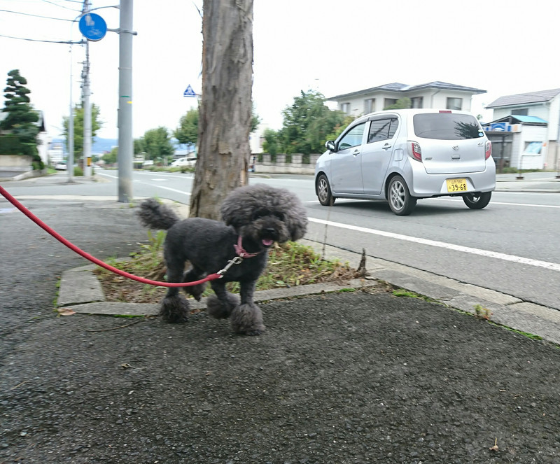 プードルのニコちゃん お泊まりの様子