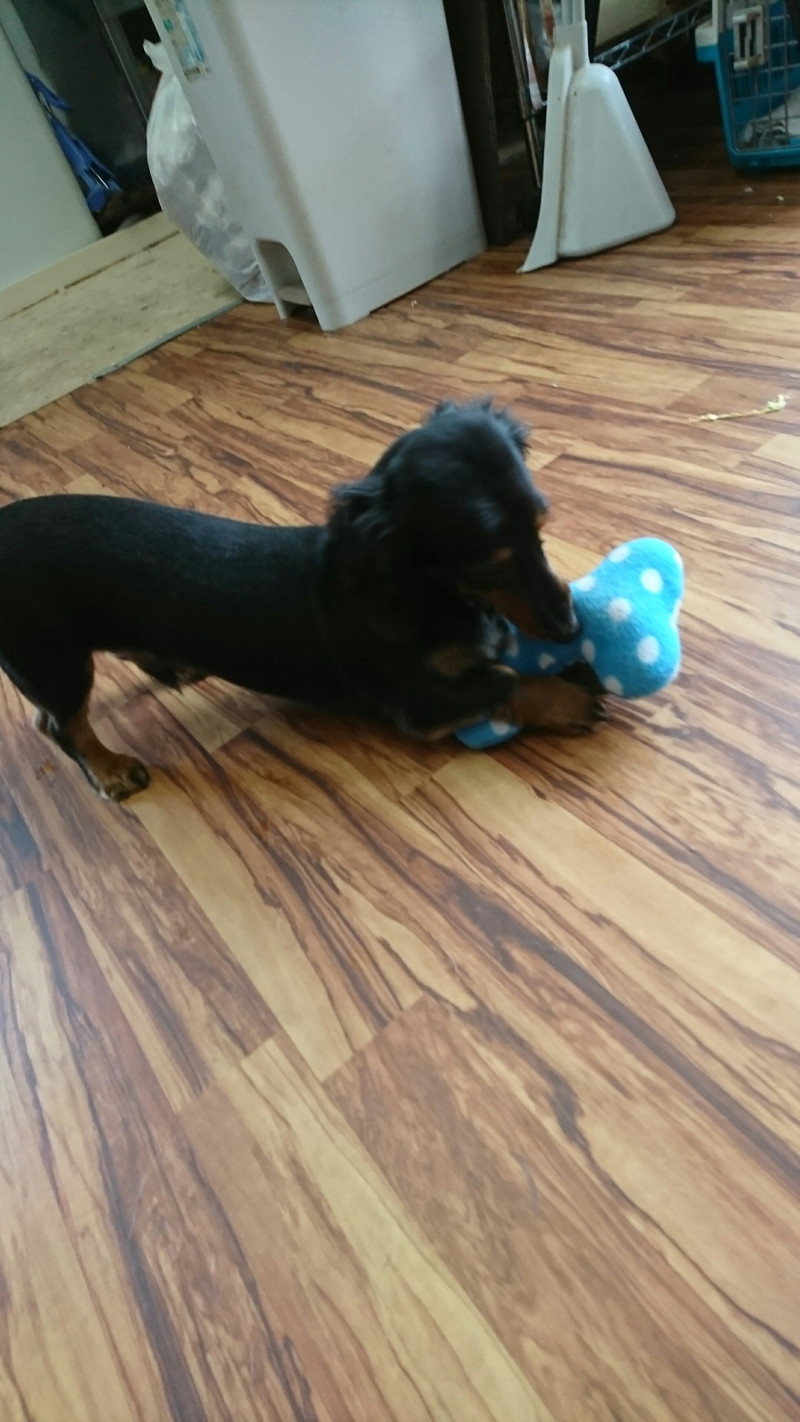 ダックスのチョコちゃん お泊まりの様子