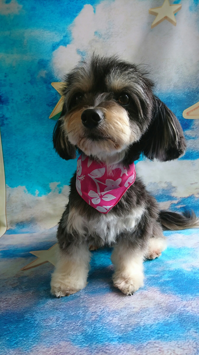 ダックス×チワワのころ丸ちゃん&とみ子ちゃん シャンプーコース