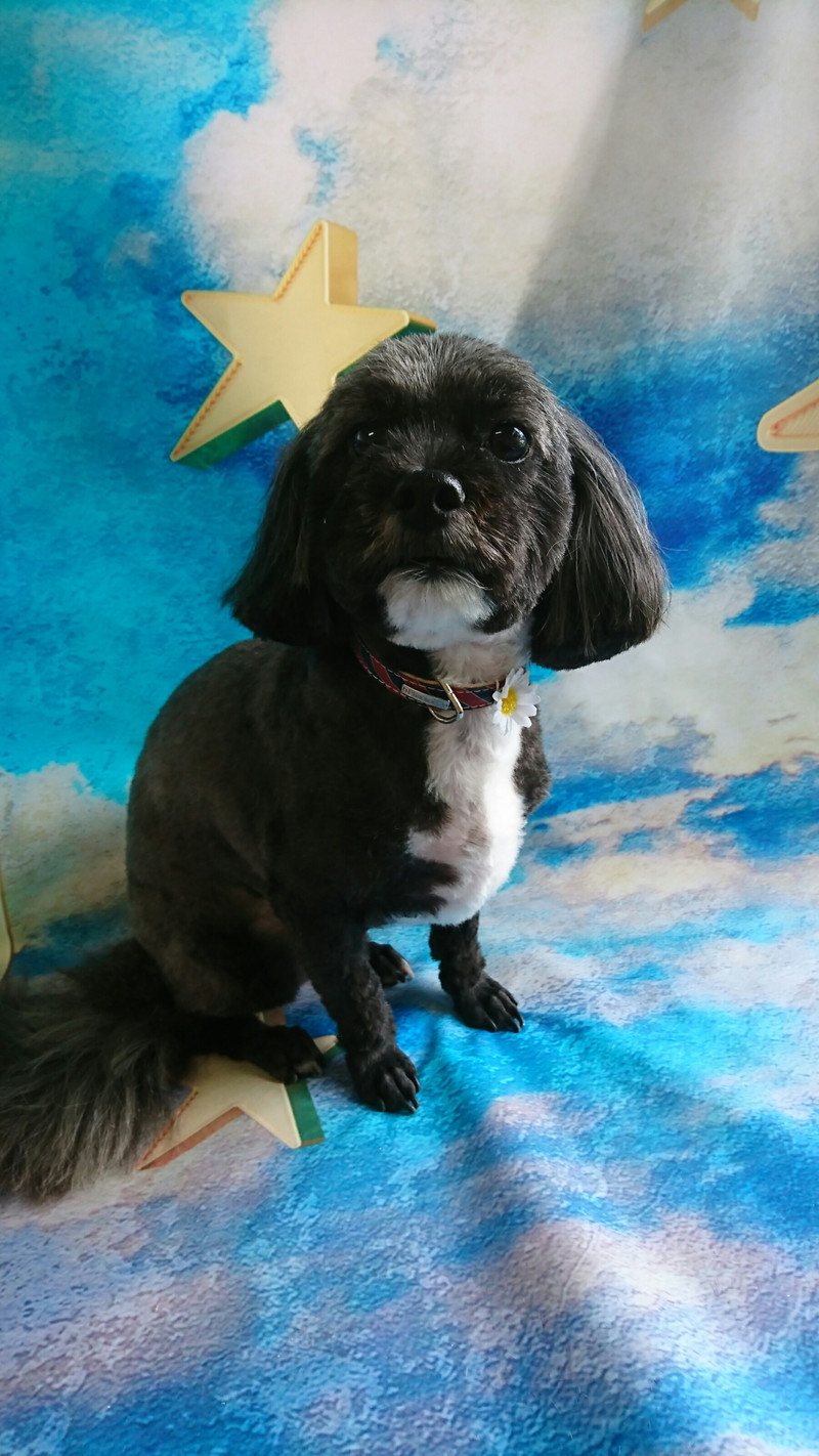 シーズー×プードルの茶助ちゃん トリミングコース