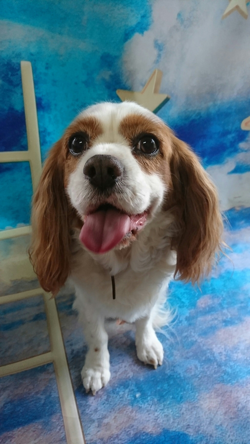 キャバリアのフレッドちゃん グルーミングコース