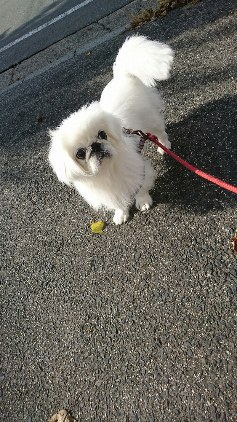 ペキニーズのぺぺまるちゃん お泊まりの様子