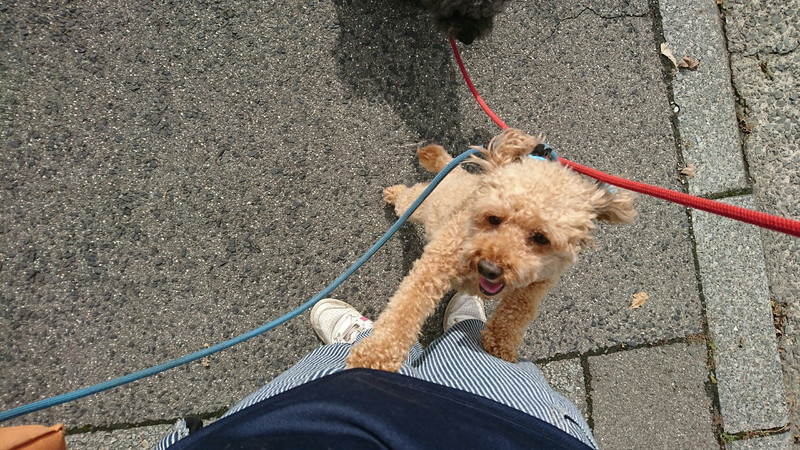 プードルのチロルちゃん お泊まりの様子