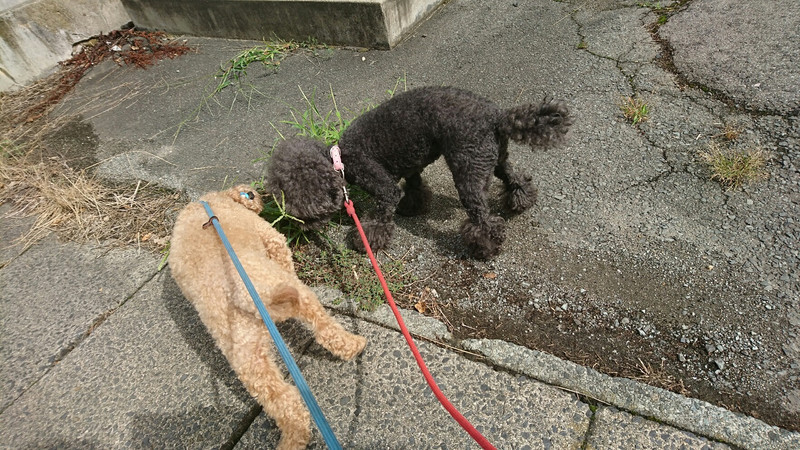 プードルのチロルちゃん お泊まりの様子