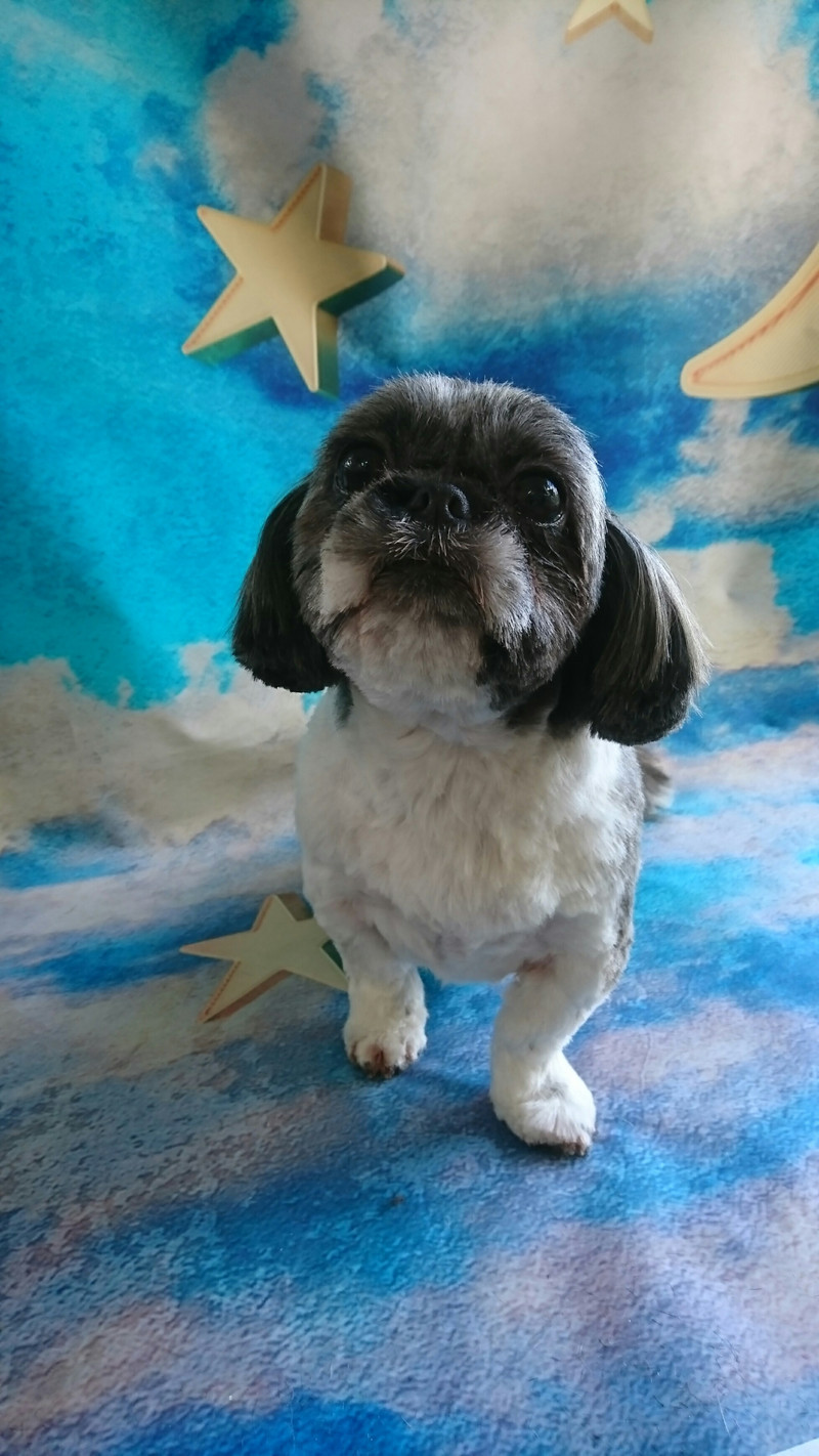 シーズーのナナちゃん トリミングコース