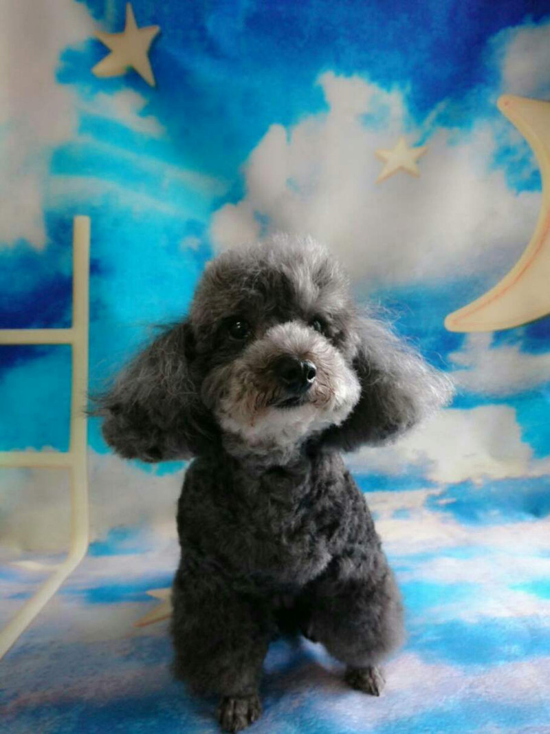 プードルのすずちゃん&ダックスのアルちゃん シャンプーコース、グルーミングコース