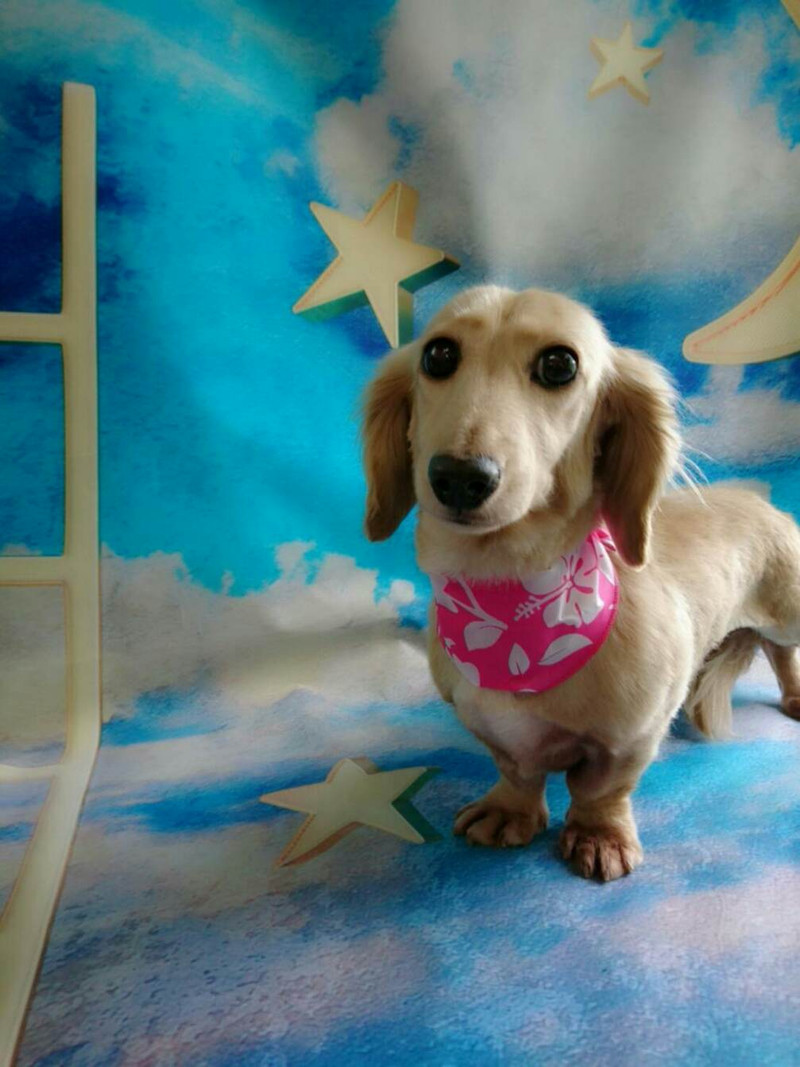 ダックスのコハルちゃん&カンナちゃん トリミングコース