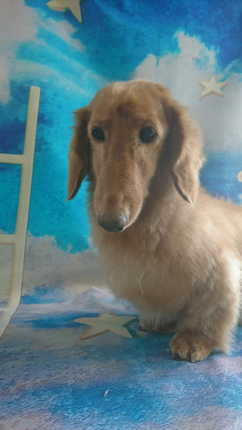 プードルのすずちゃん&ダックスのアルちゃん シャンプーコース、グルーミングコース