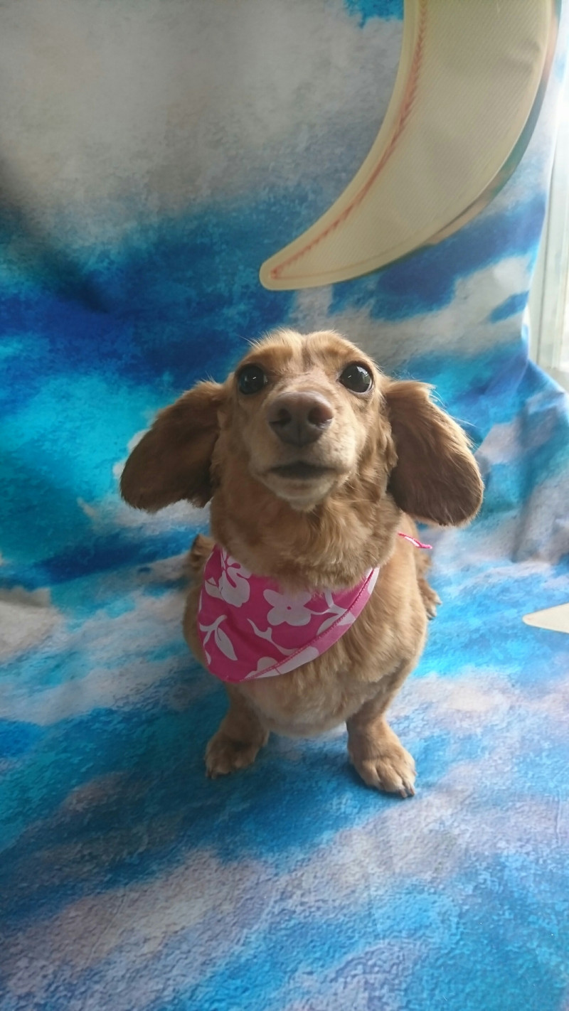 ダックスのコハルちゃん&カンナちゃん トリミングコース