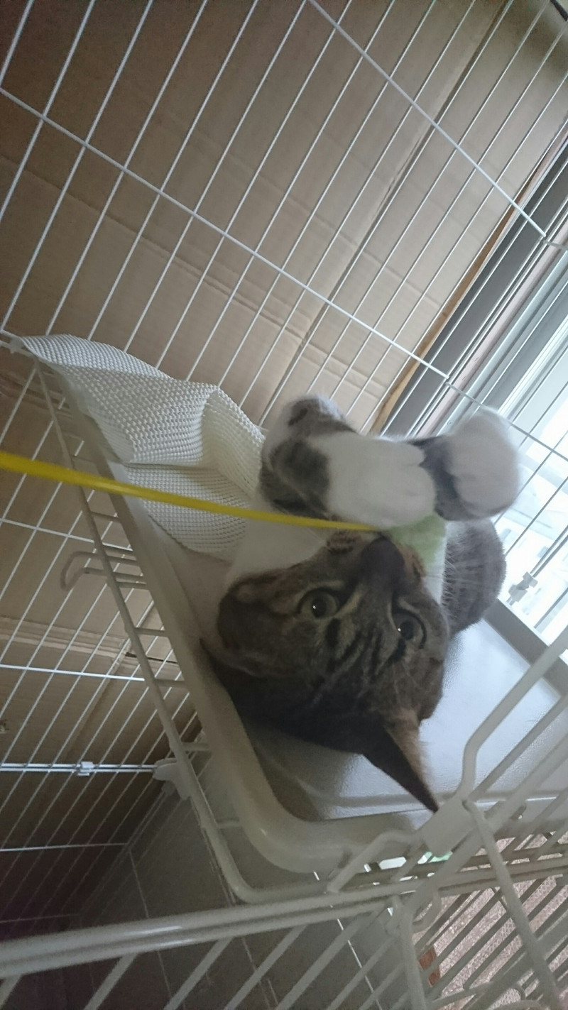 猫のリンちゃん お泊まりの様子