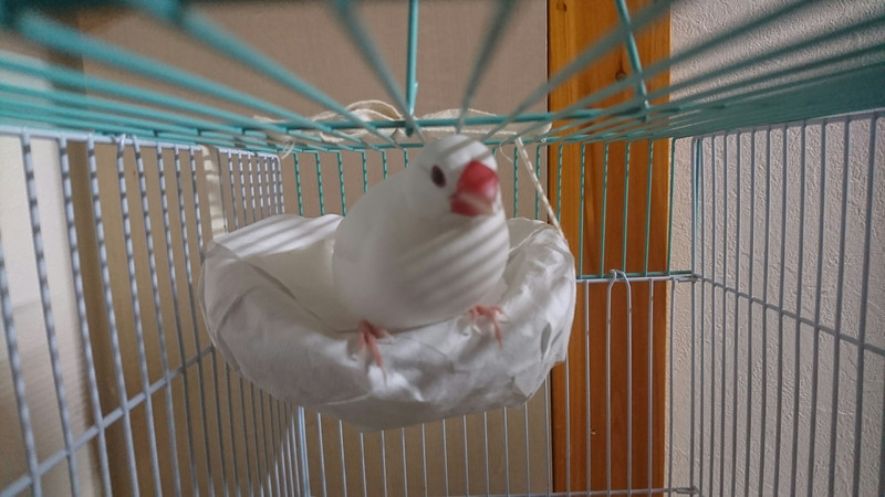 ダックスのライリーちゃん 文鳥のピーちゃん お泊まりの様子