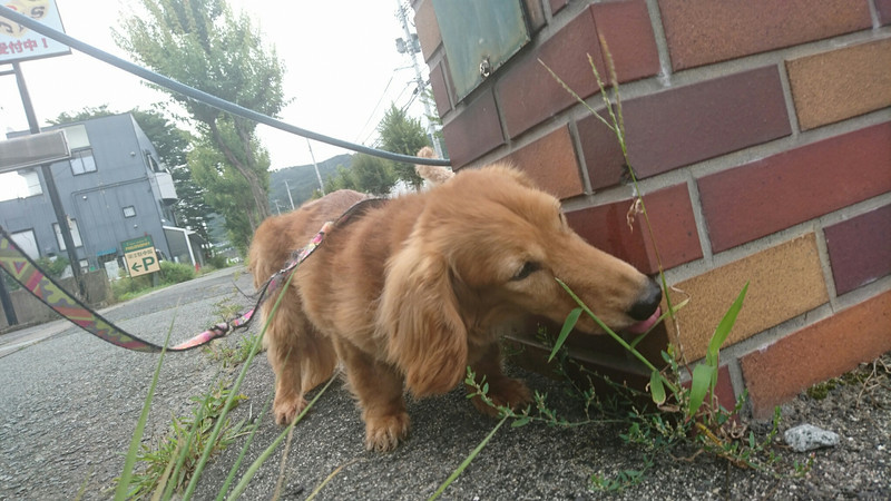 ダックスのロンちゃん&トラちゃん お泊まりの様子