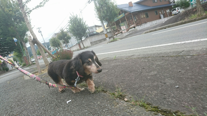 ダックスのロンちゃん&トラちゃん お泊まりの様子