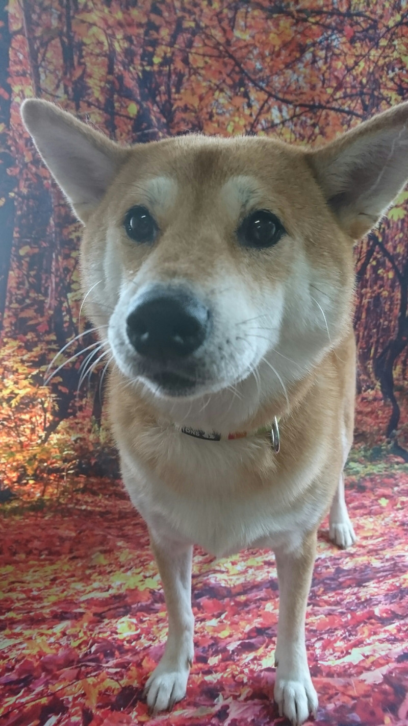 柴のモモちゃん グルーミングコース 炭酸泉