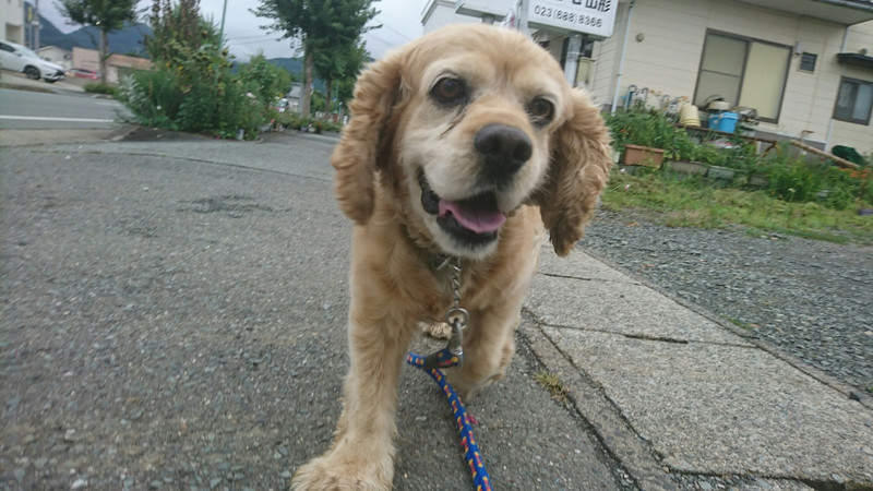 コッカーのレノちゃん&猫のちぃーちゃん お泊まりの様子