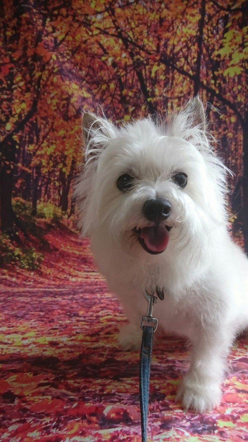 mixのモコちゃん シャンプーコース