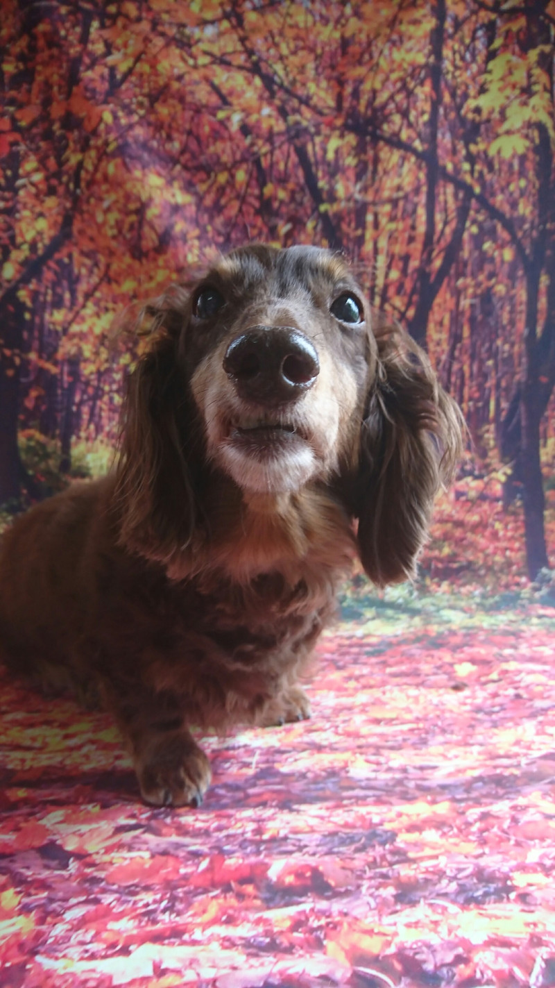 ダックスのジェイちゃん お爪切り 足裏足周りカット お尻のカット