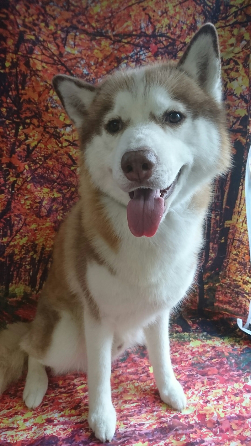 ハスキーのつばさちゃん グルーミングコース