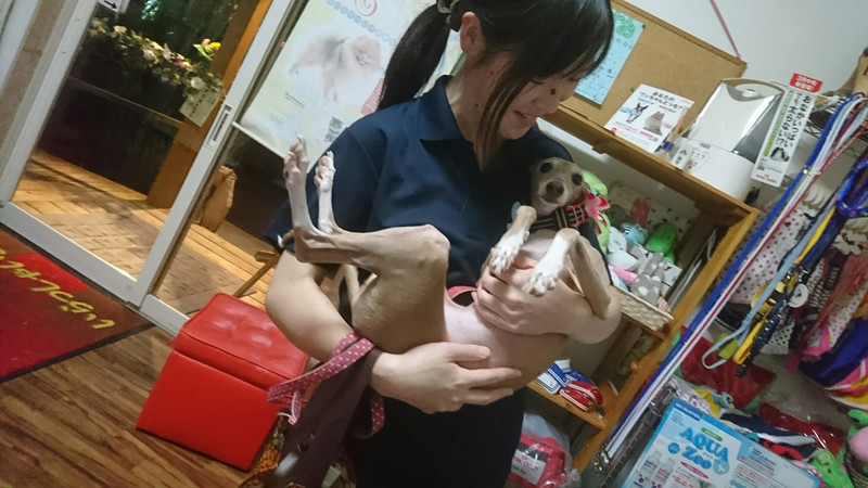 イタグレのティノちゃん お泊まりの様子