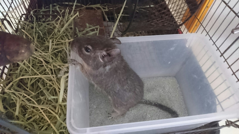 デグーのもんちゃん お泊まりの様子