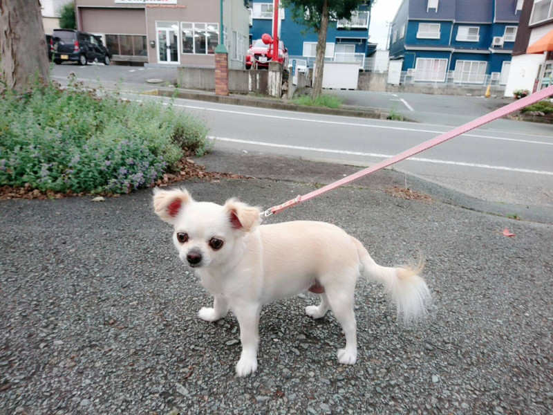 チワワのジョックちゃん お泊まりの様子