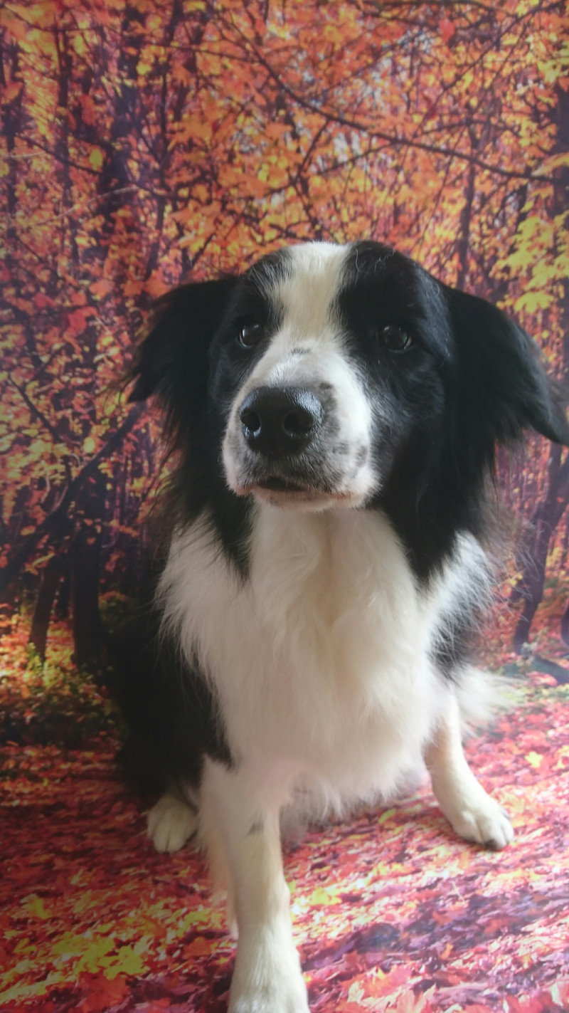 ボーダーのAnneちゃん グルーミングコース