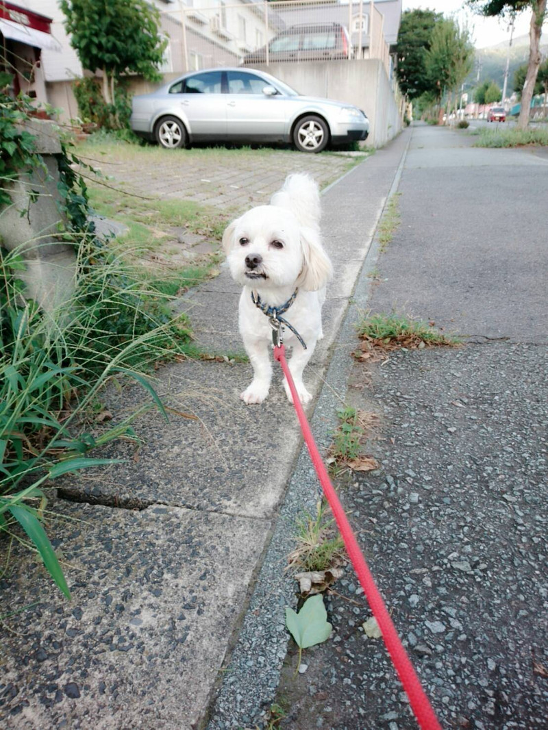 mixのクッキーちゃん お泊まりの様子